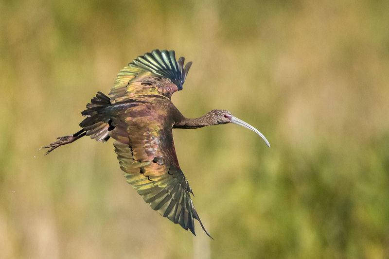 White-faced Ibis