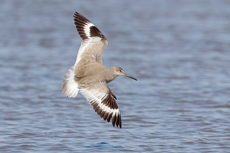 Willet