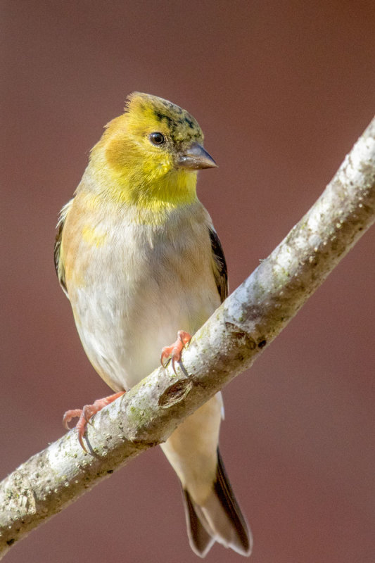 American Goldfinch