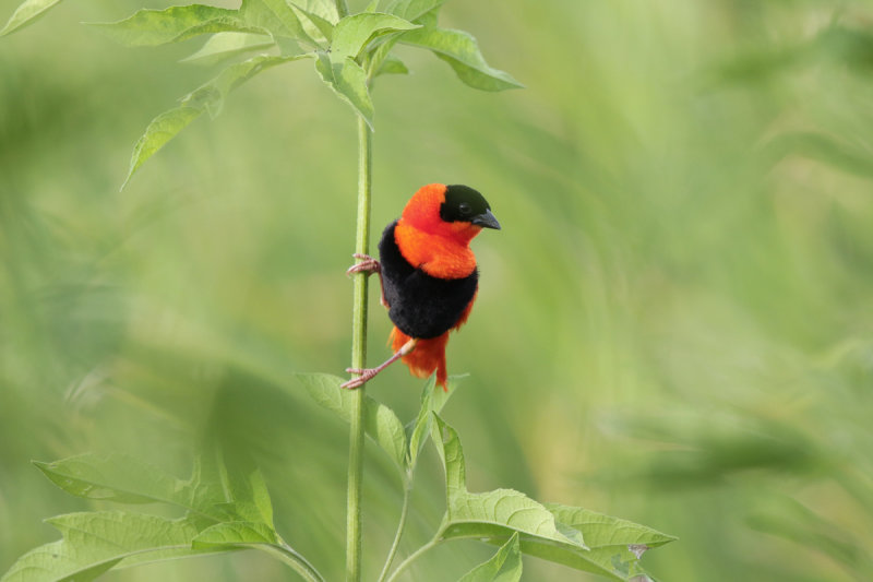 Northern Red Bishop