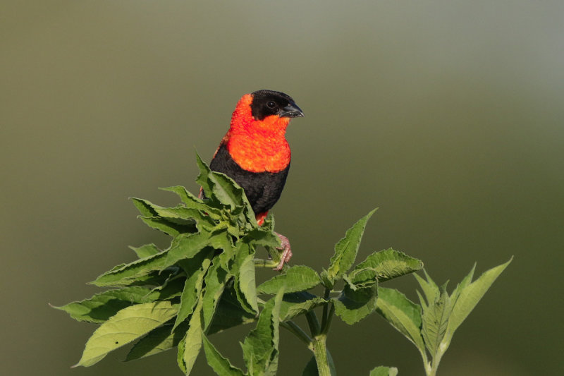 Northern Red Bishop