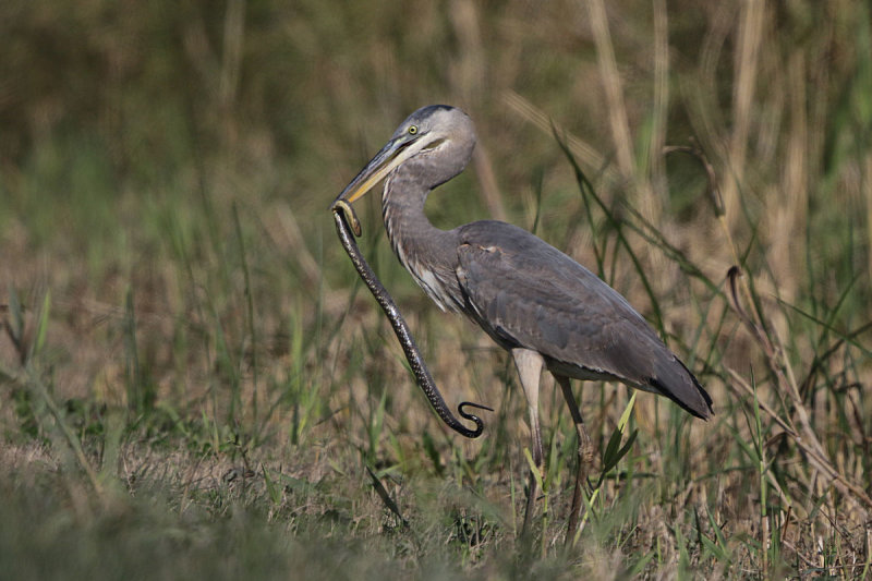 Great Blue Heron