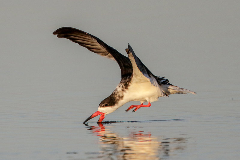 Black Skimmer
