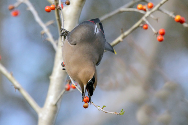 Cedar Waxwing