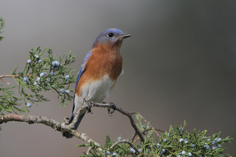Eastern Bluebird