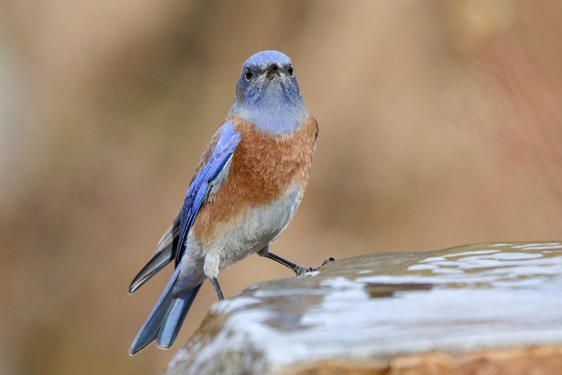 Western Bluebird