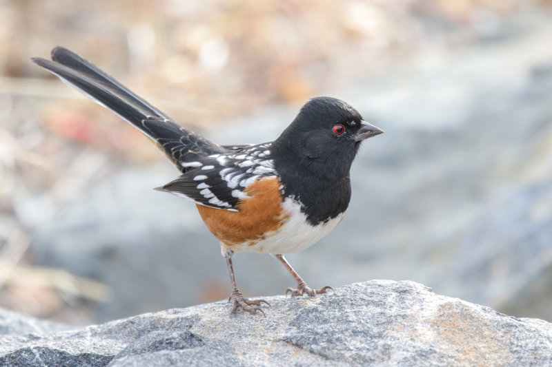 Spotted Towhee