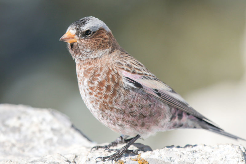 Gray-crowned Rosy-Finch