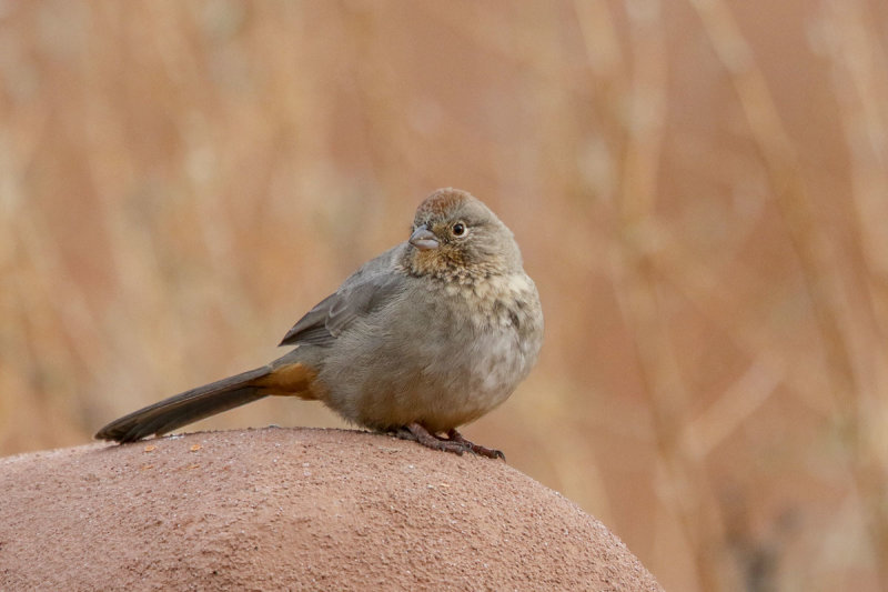 Canyon Towhee