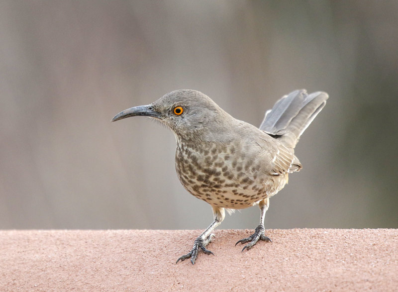 Curve-billed Thrasher
