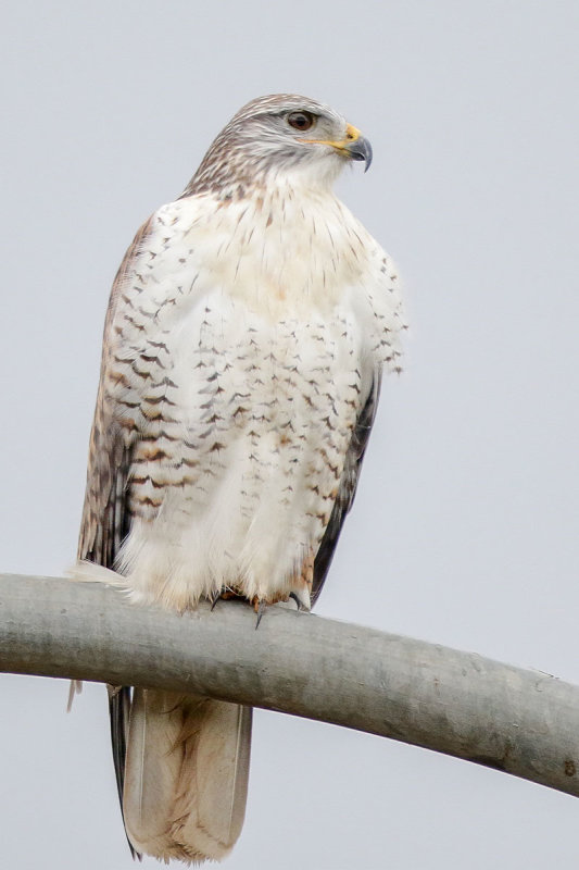 Ferruginous Hawk
