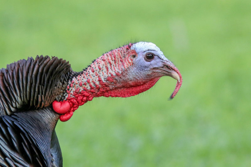Wild Turkey