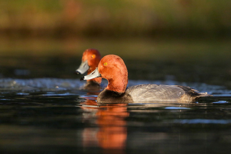 Redhead
