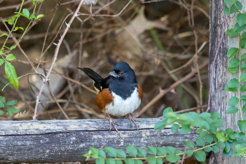 Eastern Towhee