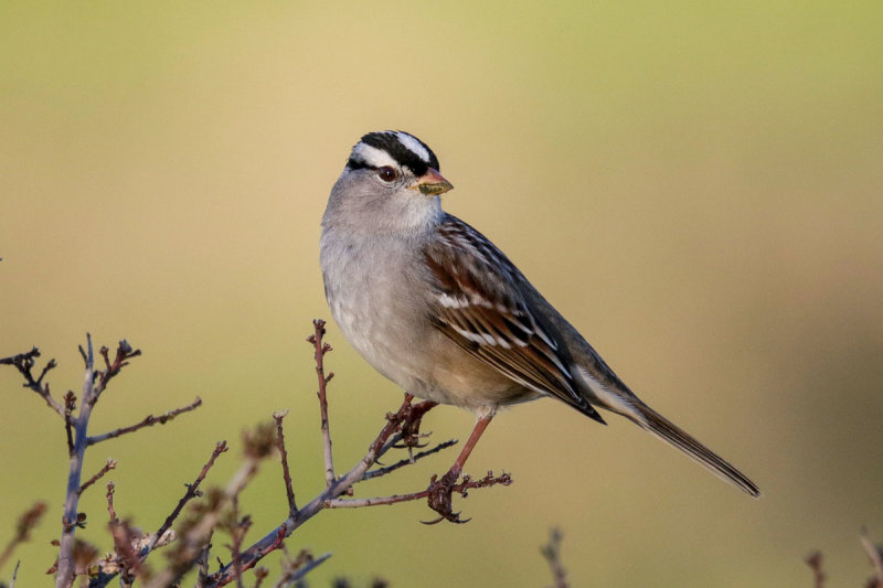White-crowned Sparrow