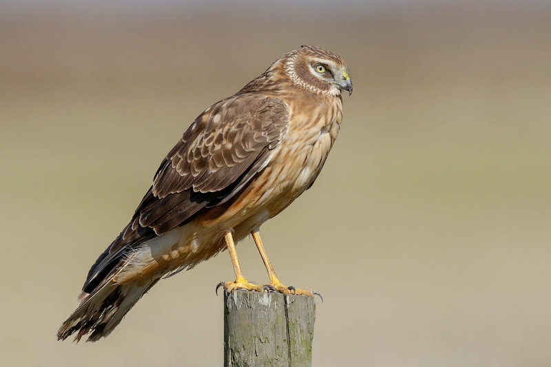 Northern Harrier