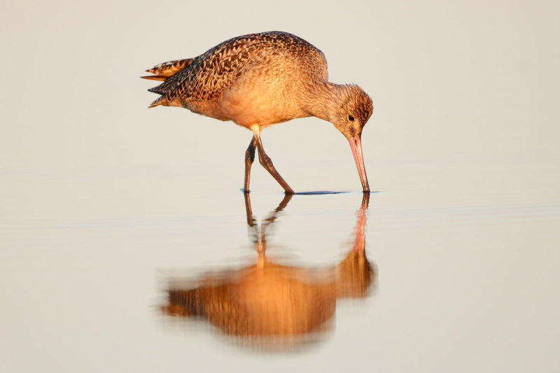 Marbled Godwit