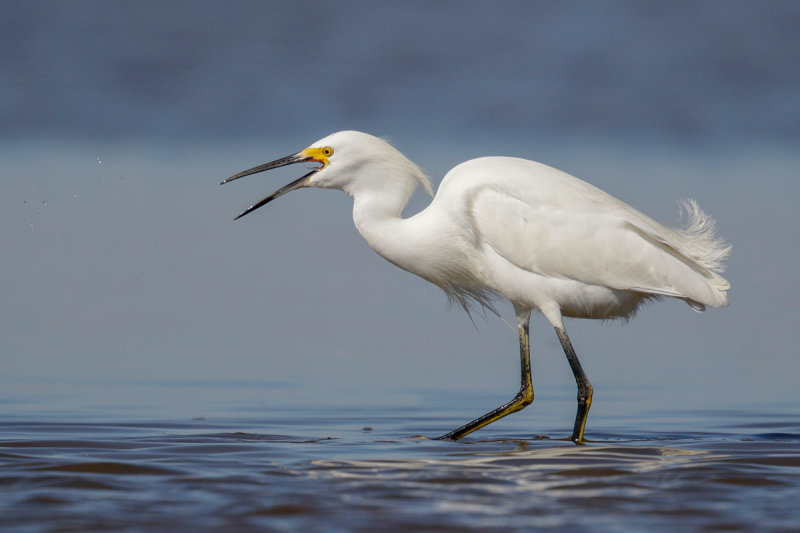 Snowy Egret