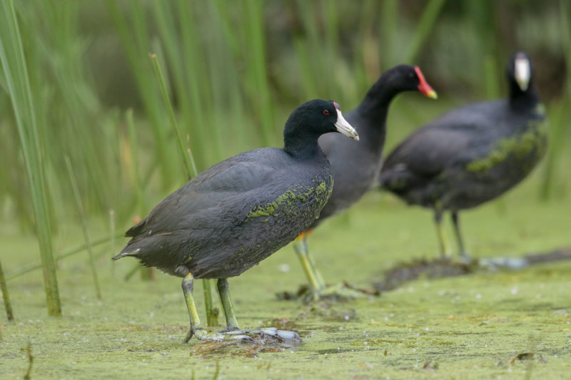 American Coot