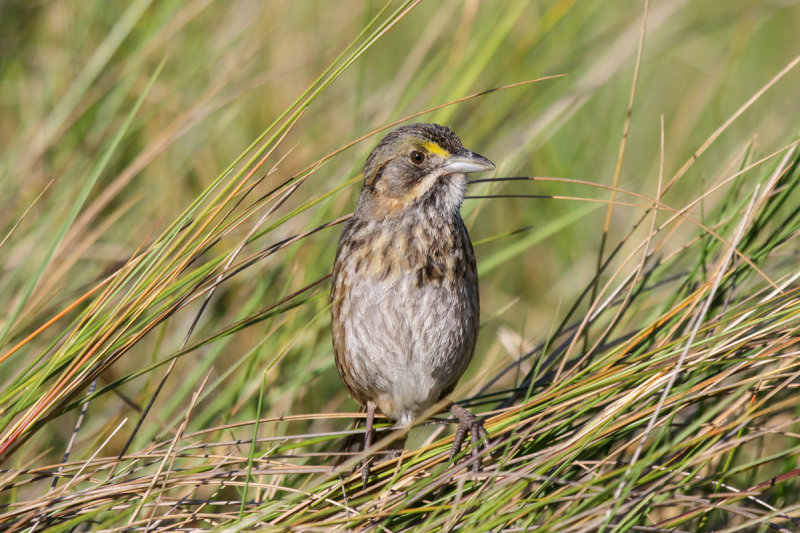 Seaside Sparrow