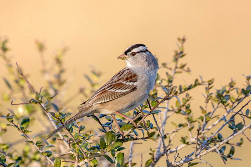 White-crowned Sparrow