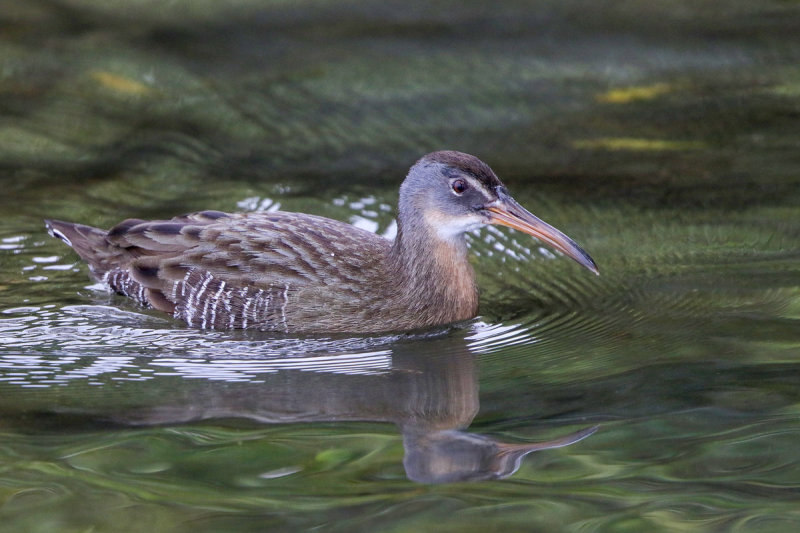 Clapper Rail