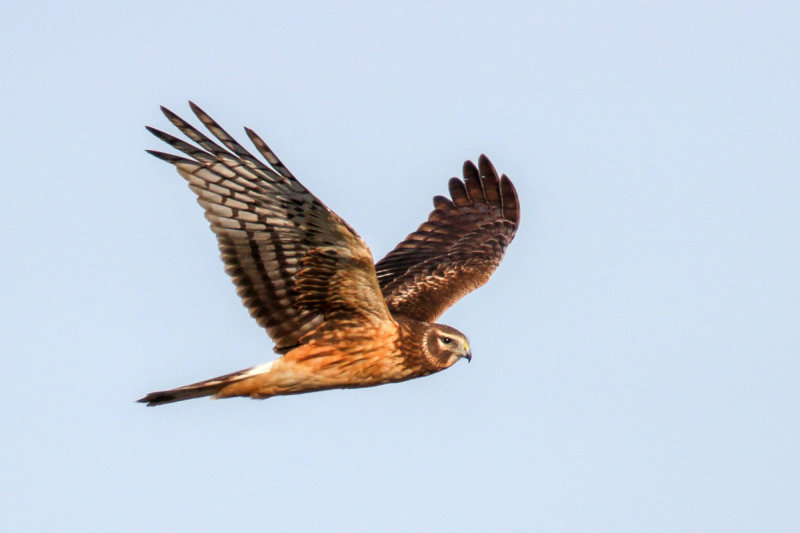 Northern Harrier