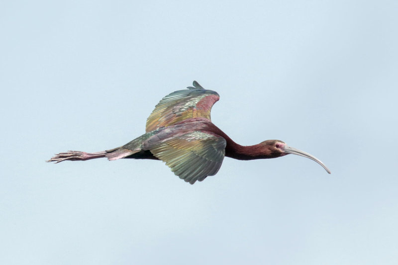 White-faced Ibis