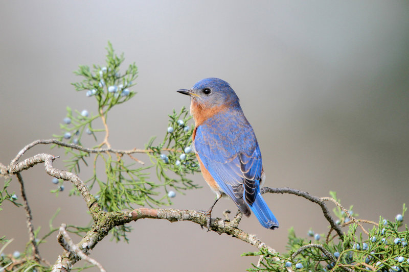 Eastern Bluebird