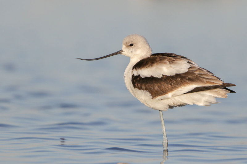 American Avocet