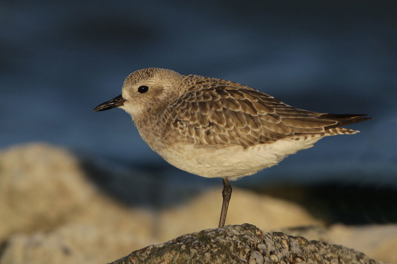 Black-bellied Plover
