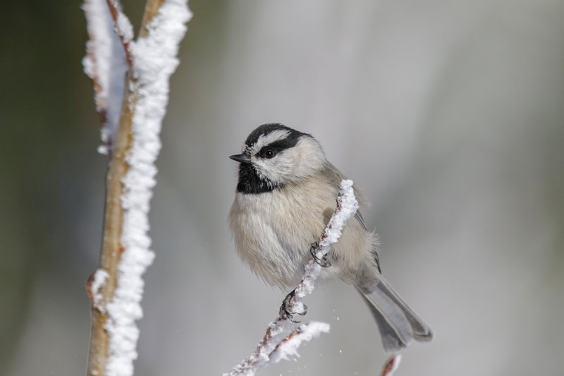 Mountain Chickadee