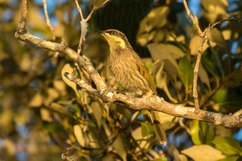 Mangrove Honeyeater