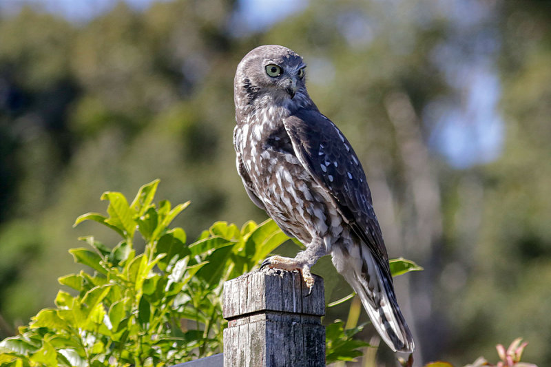 Barking Owl
