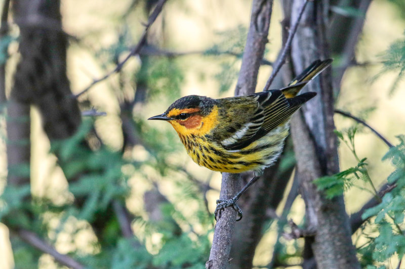 Cape May Warbler