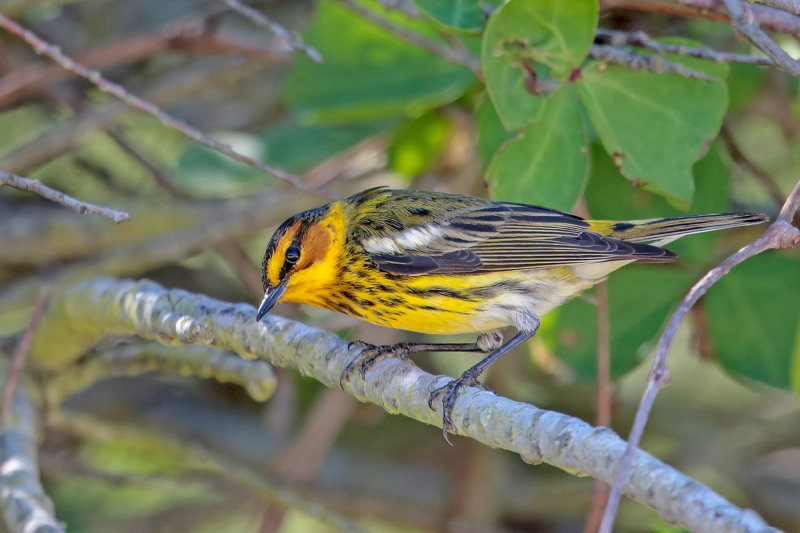 Cape May Warbler