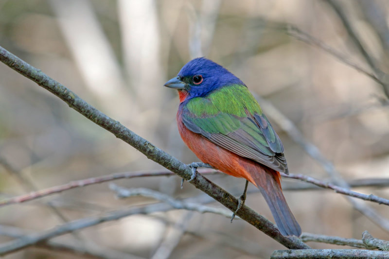 Painted Bunting