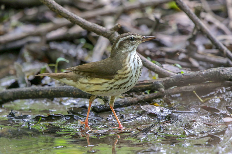 Louisiana Waterthrush