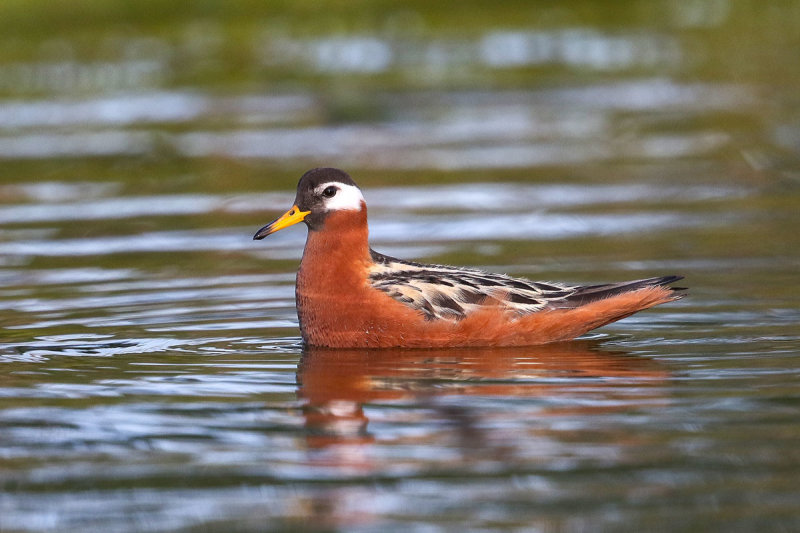 Red Phalarope