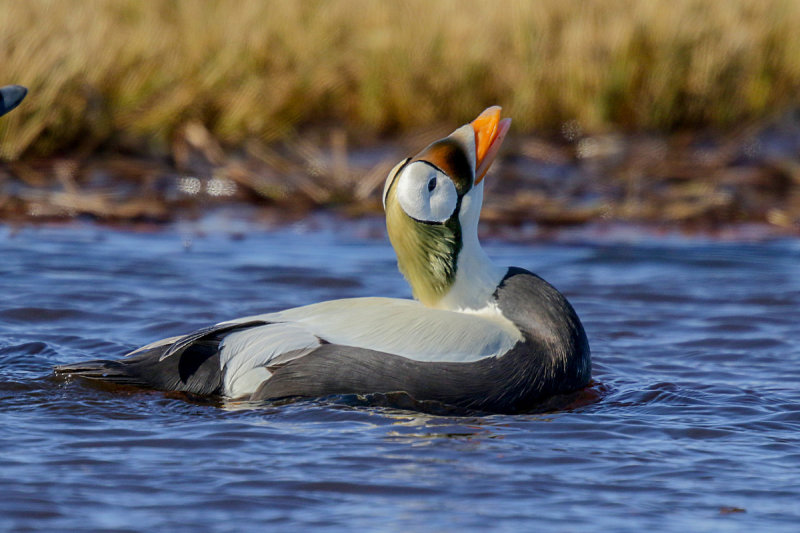Spectacled Eider