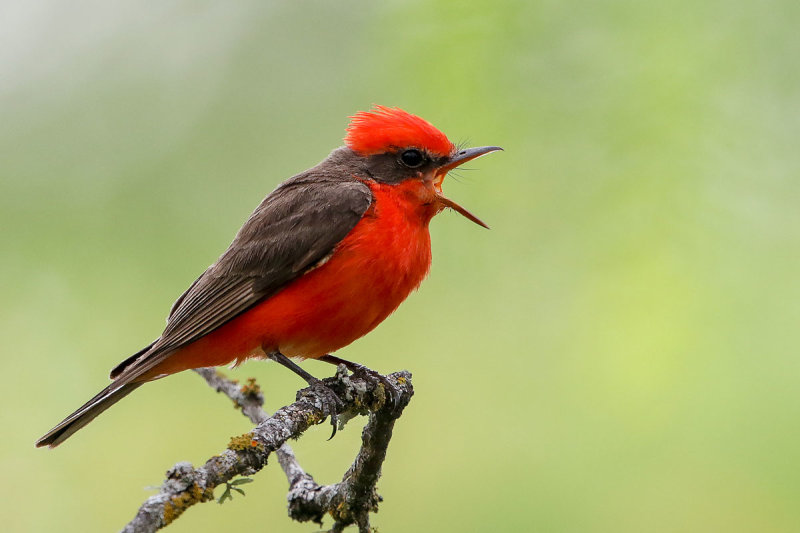 Vermilion Flycatcher