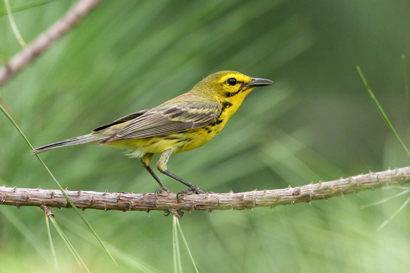 Prairie Warbler