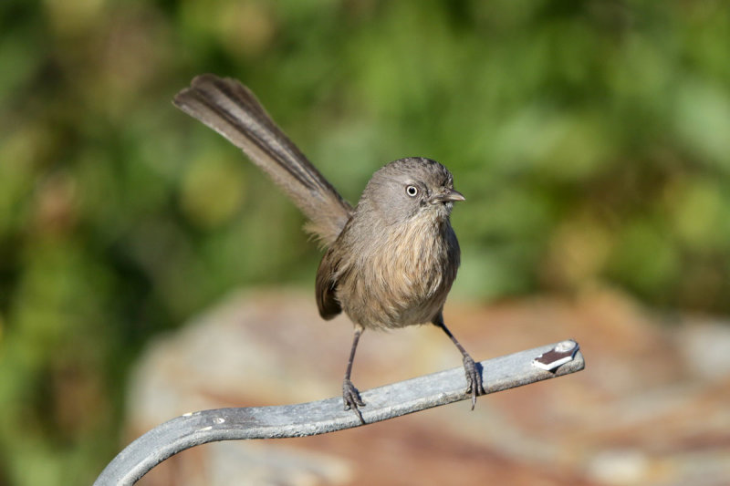 Wrentit