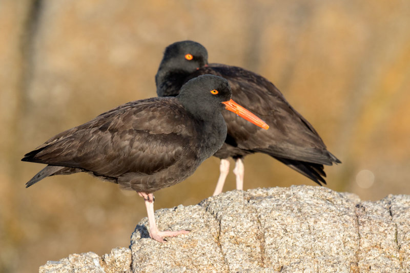 Black Oystercatcher