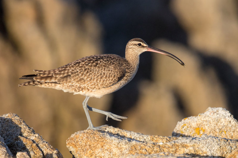 Whimbrel