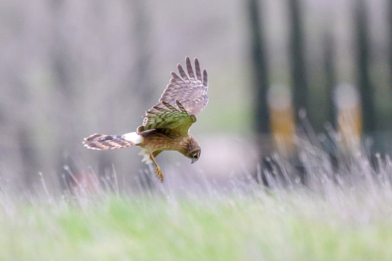 Northern Harrier