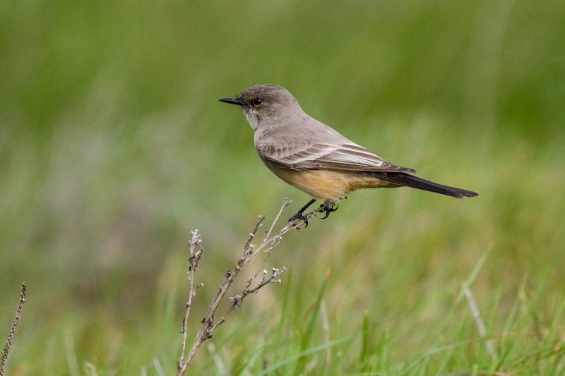 Say's Phoebe