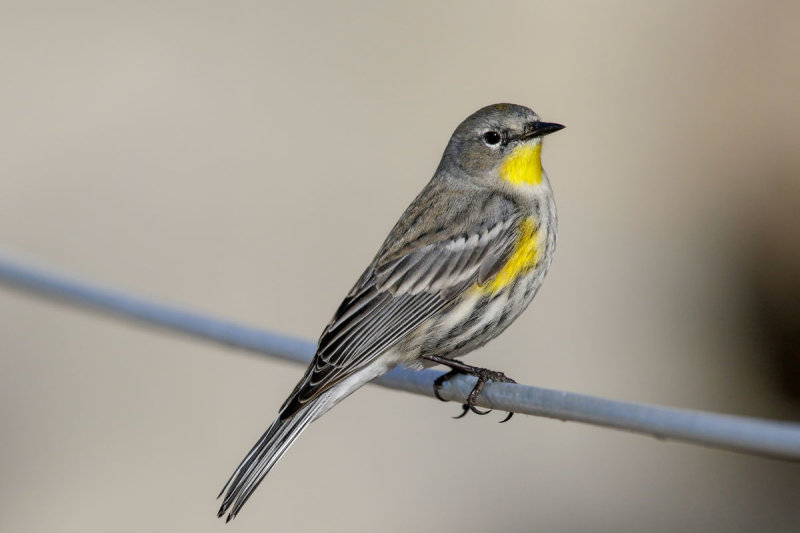 Yellow-rumped Warbler