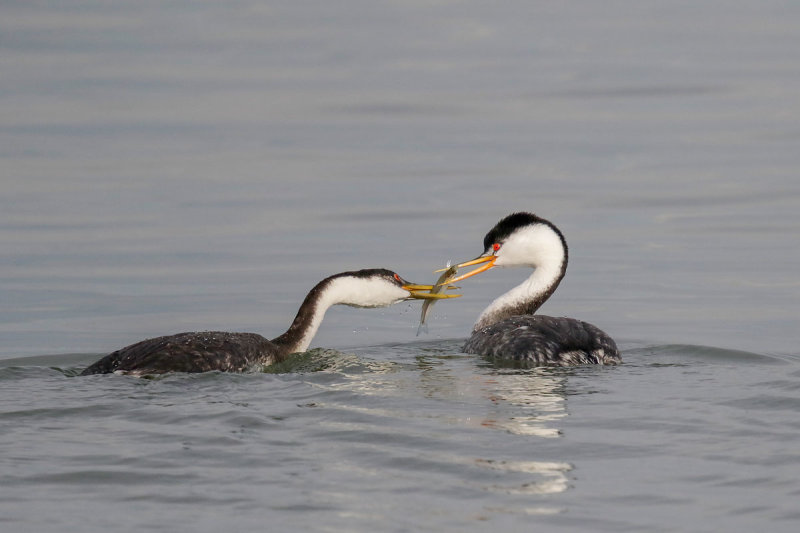 Western Grebe