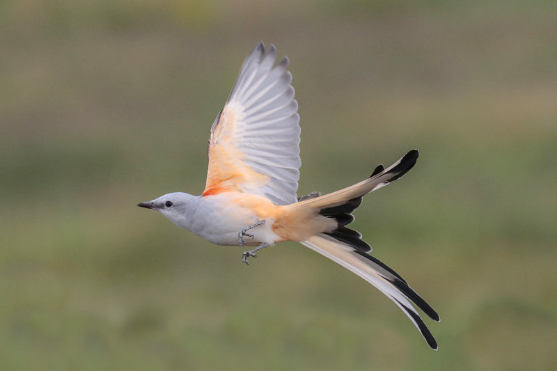 Scissor-tailed Flycatcher